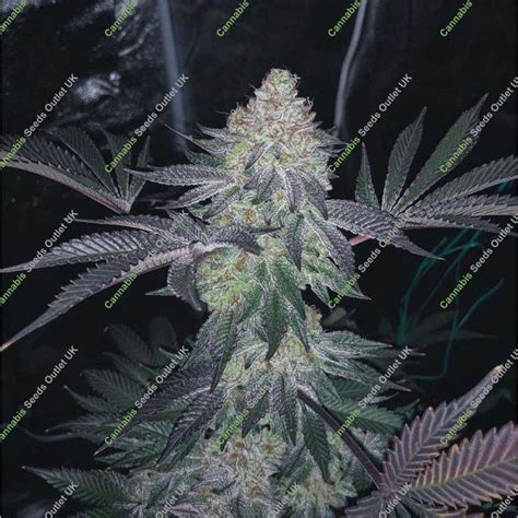 Top Shelf Elite Seeds Auto Gucci Dreams Feminized